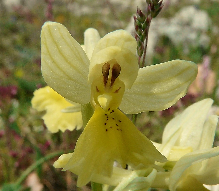 Orchis pauciflora